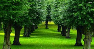حقائق مذهلة عن الأشجار: الحراس الصامتون للسكان الغابات! 🌳😜