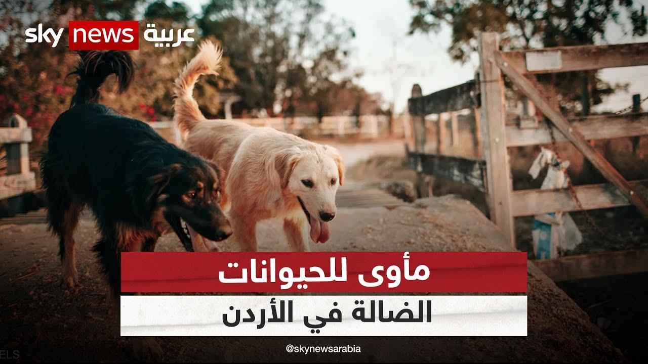 طرق فعالة لتقديم الرعاية الصحية للحيوانات الضالة